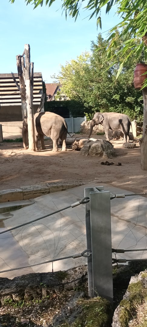 Zella and Pama the Asian Elephants
