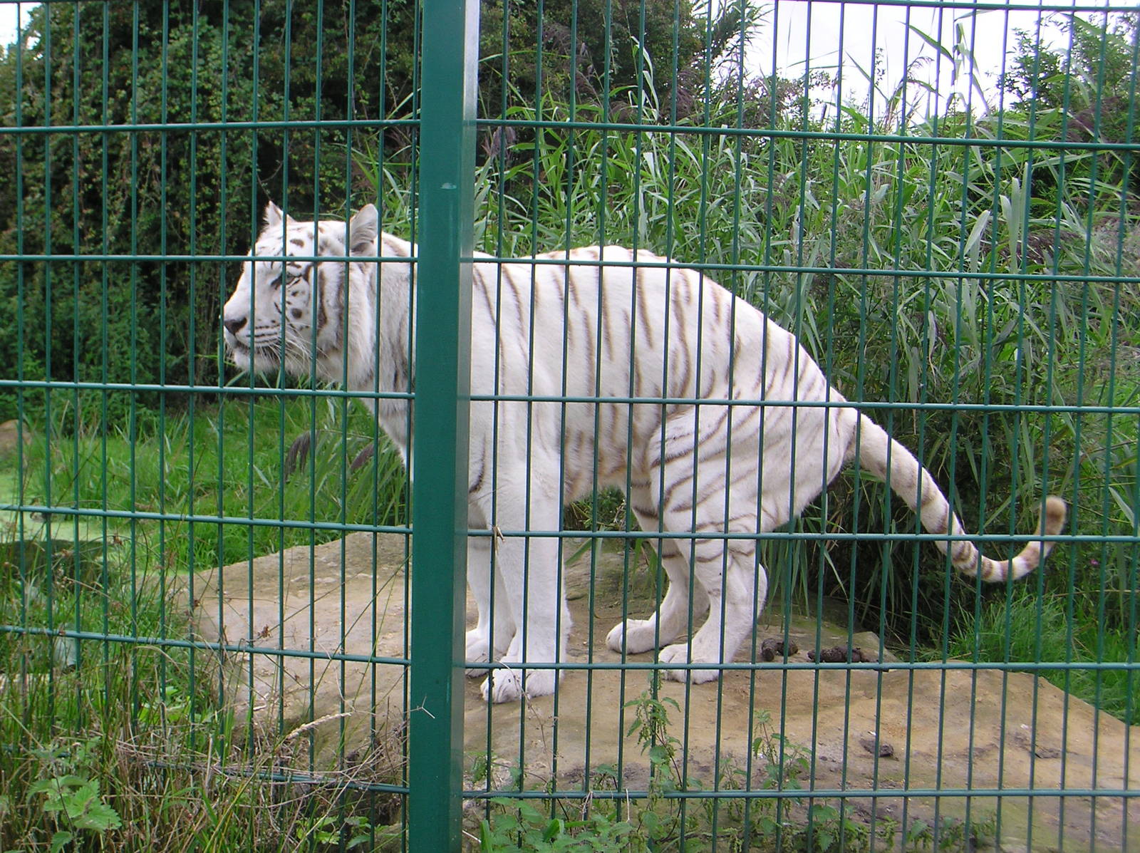 Zena the Bengal Tiger