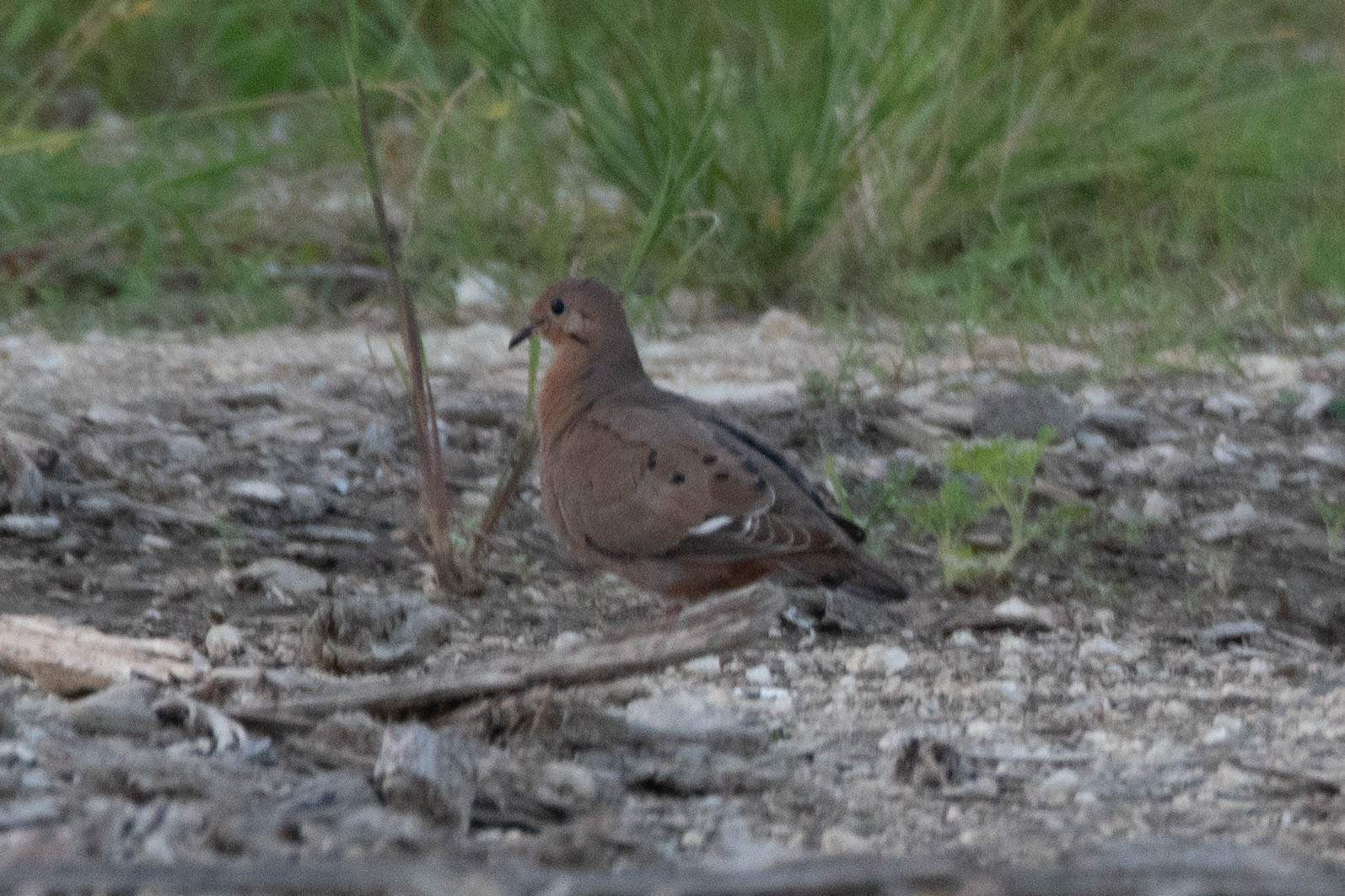 Zenaida Dove (Zenaida aurita zenaida?)