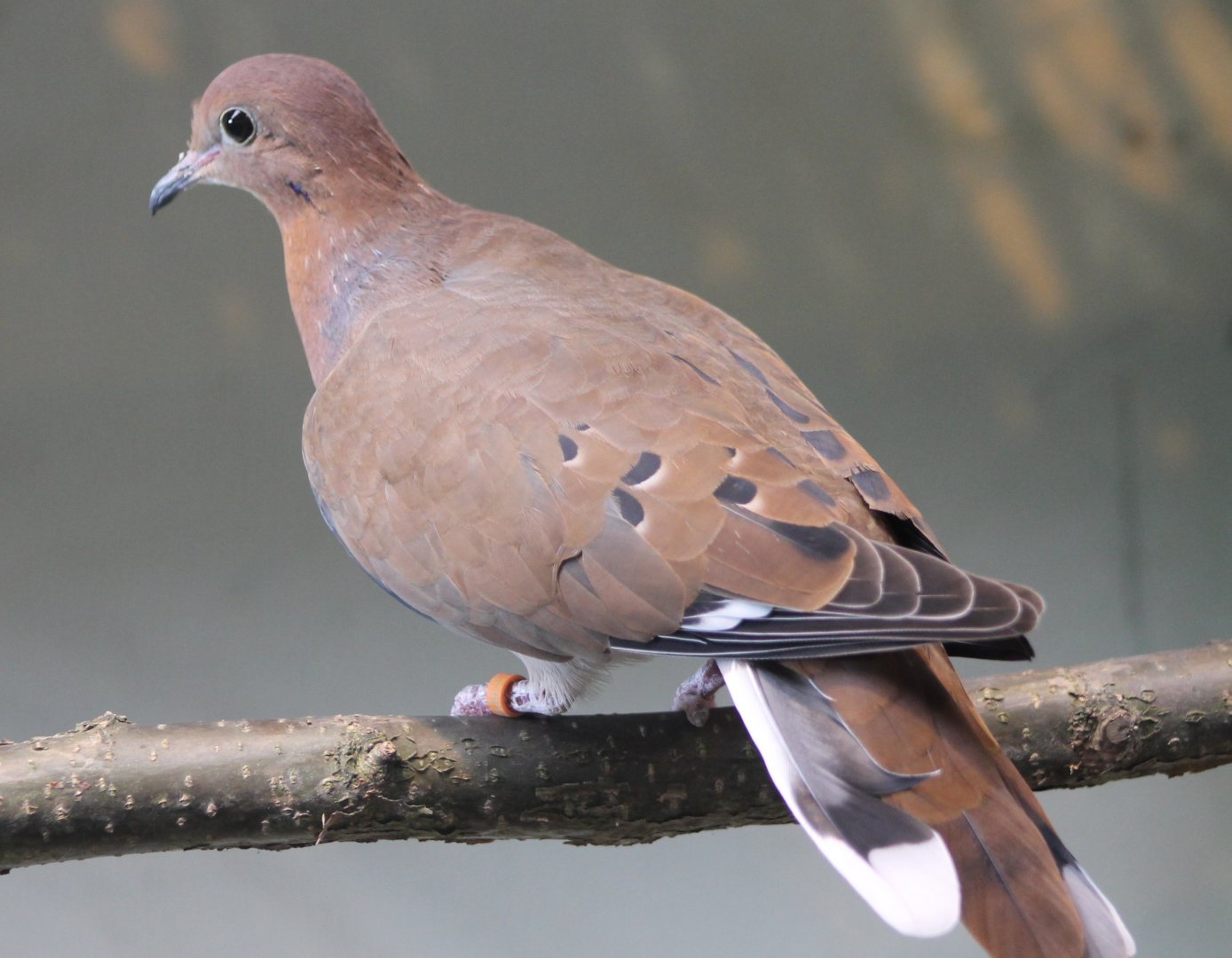 Zenaida dove