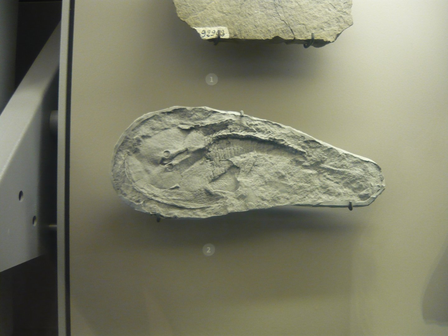 Zenaspis cf. Z. powriei