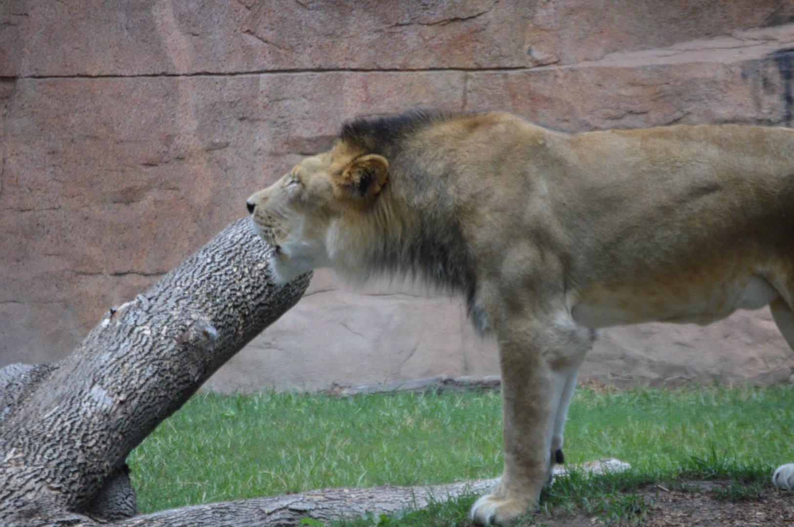 Zenda mid-roar (Panthera leo)