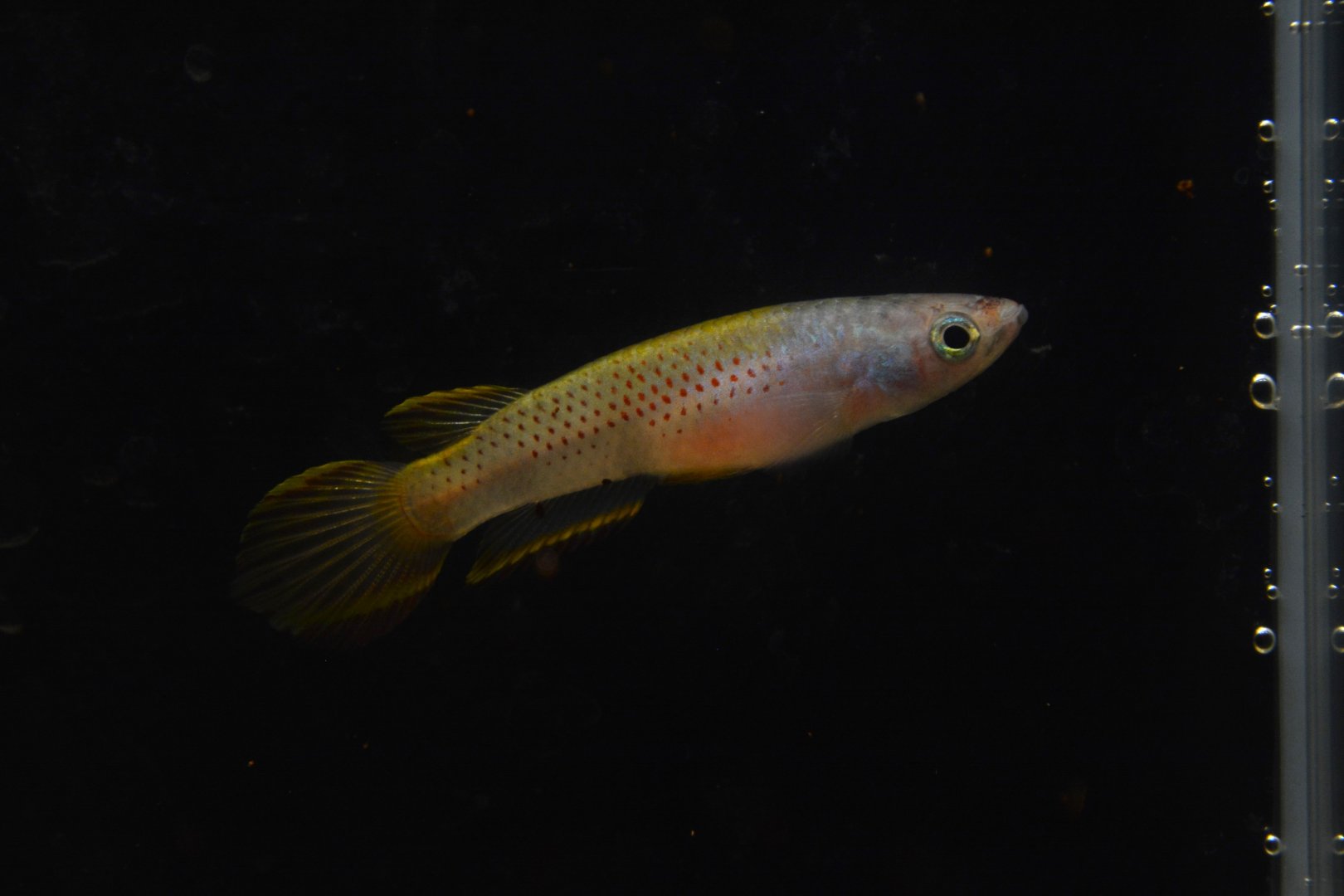 Zenker's killifish (Epiplatys aff. (grahami) zenkeri)