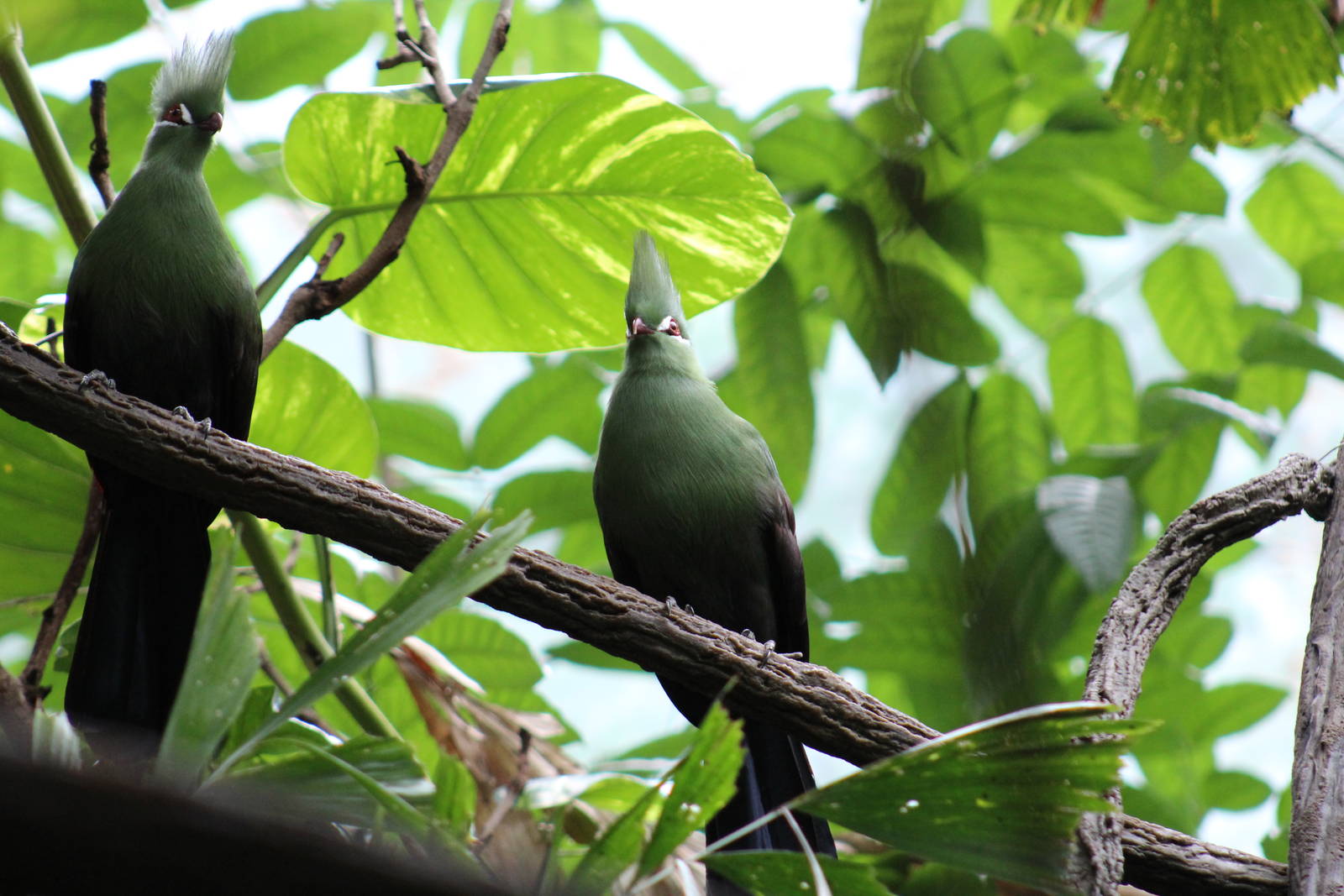 Zenker's Turacos