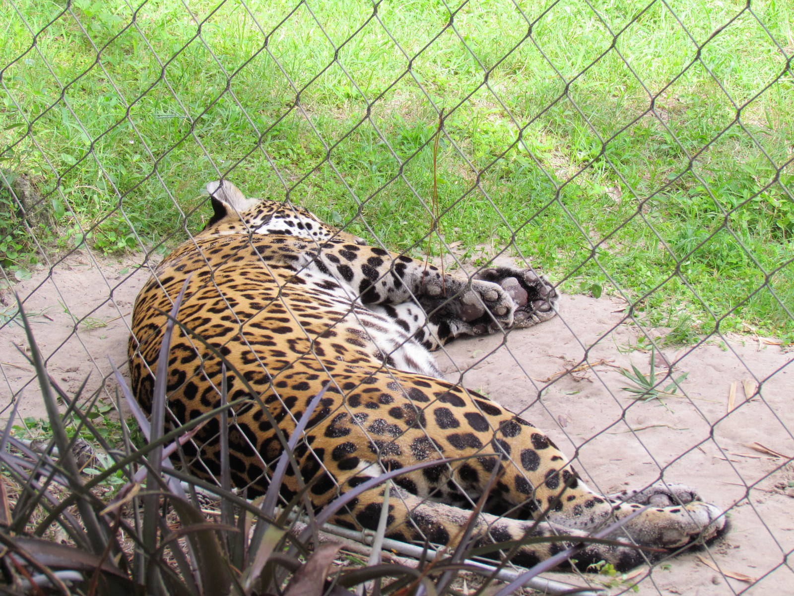 Zenta the Jaguar Sleeping