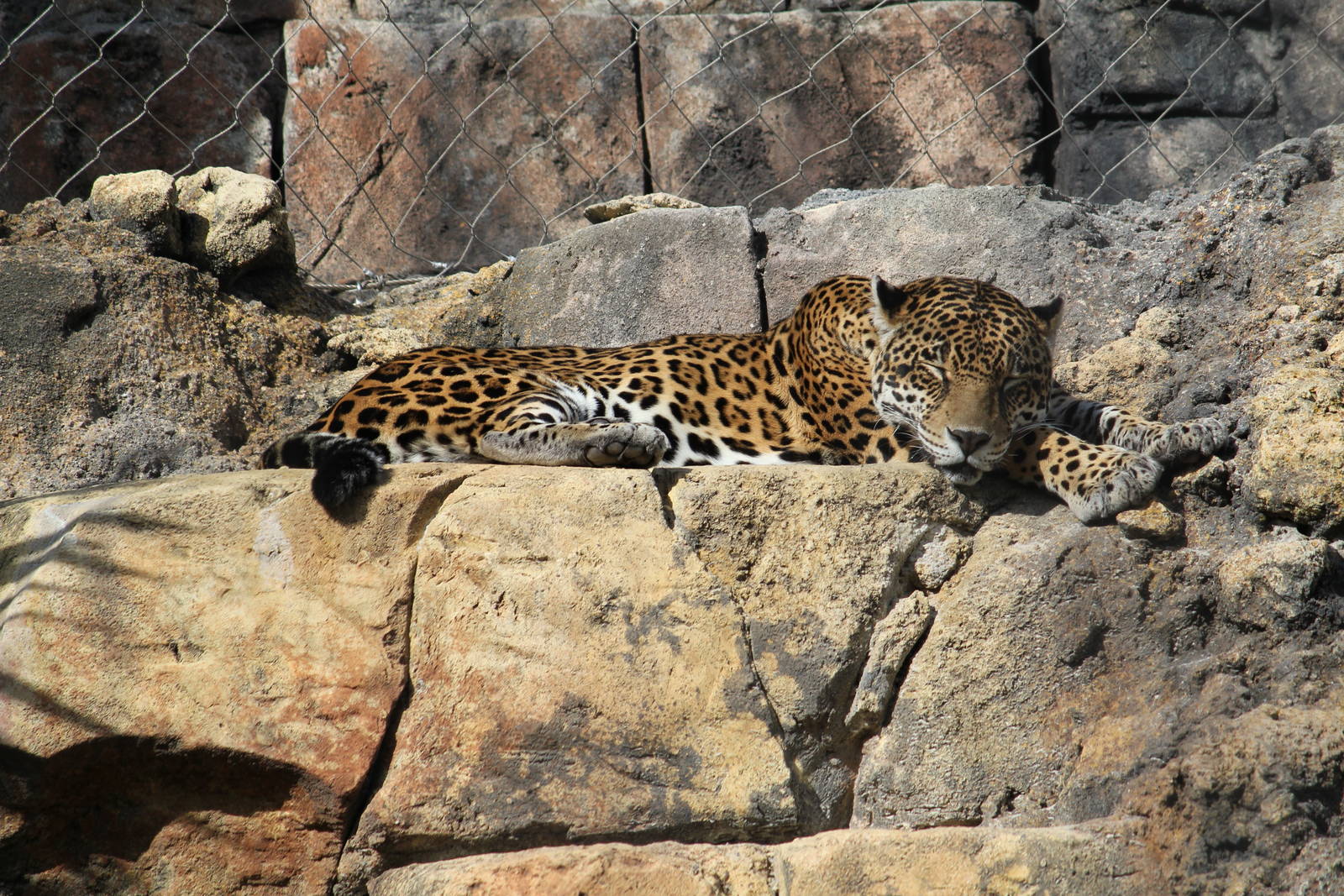 Zenta the Jaguar