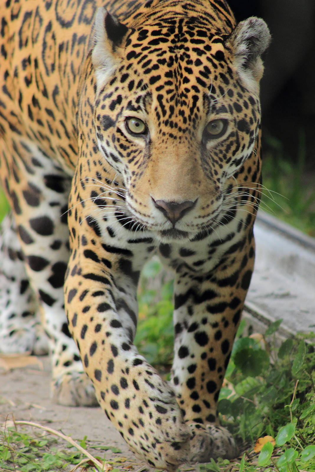 Zenta the Jaguar