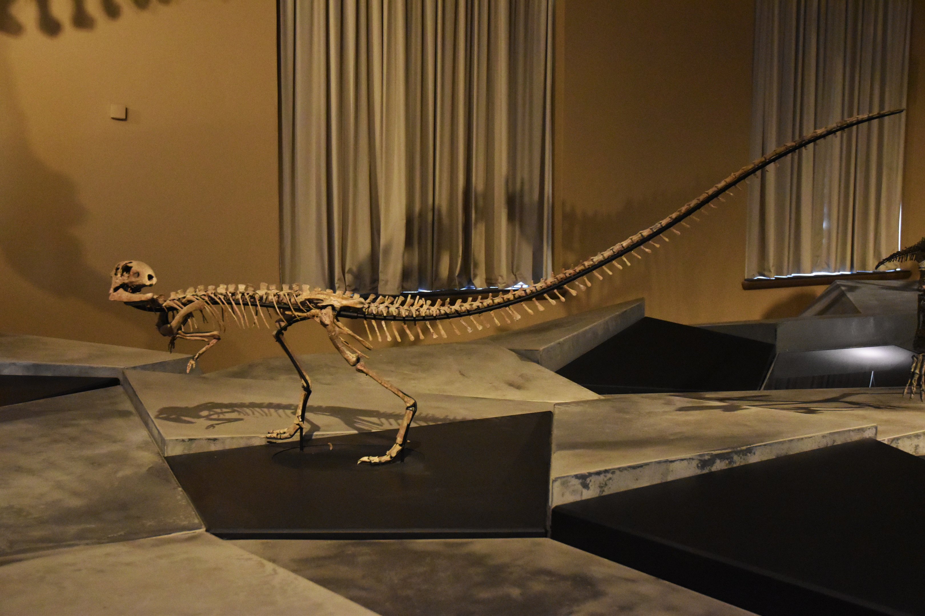 Zephyrosaurus Specimen, Museum für Naturkunde, Berlin, 7th June 2023