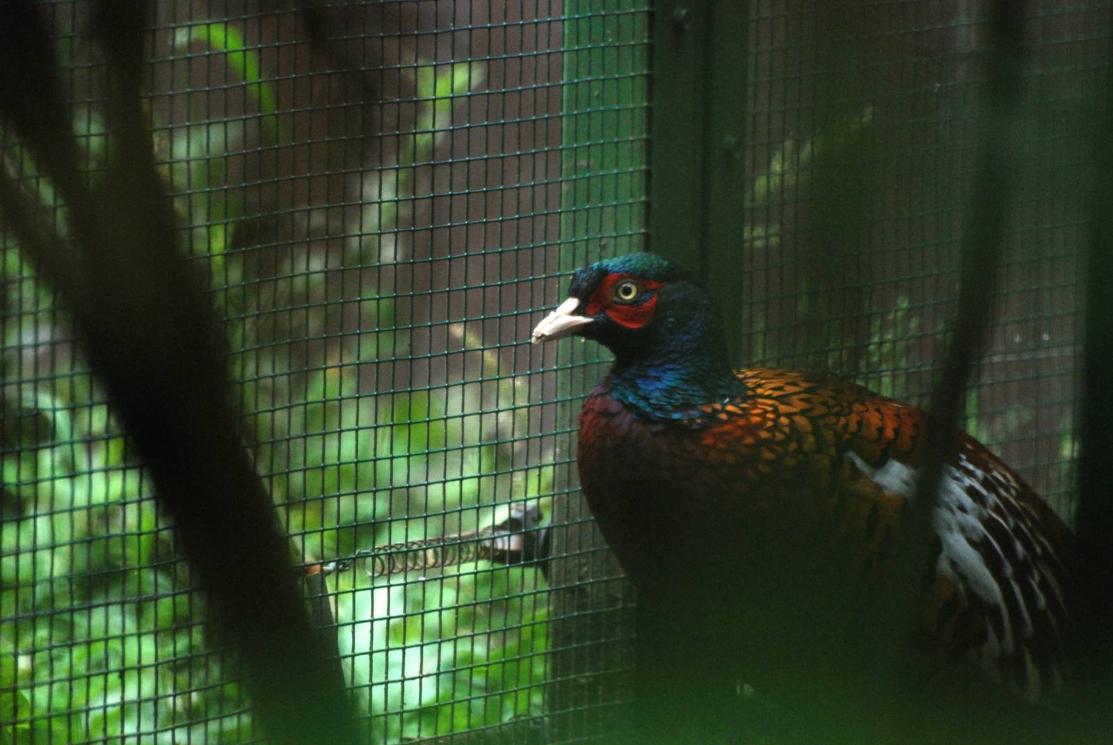 Zerafschan Pheasant at Pilsen, 01/09/12