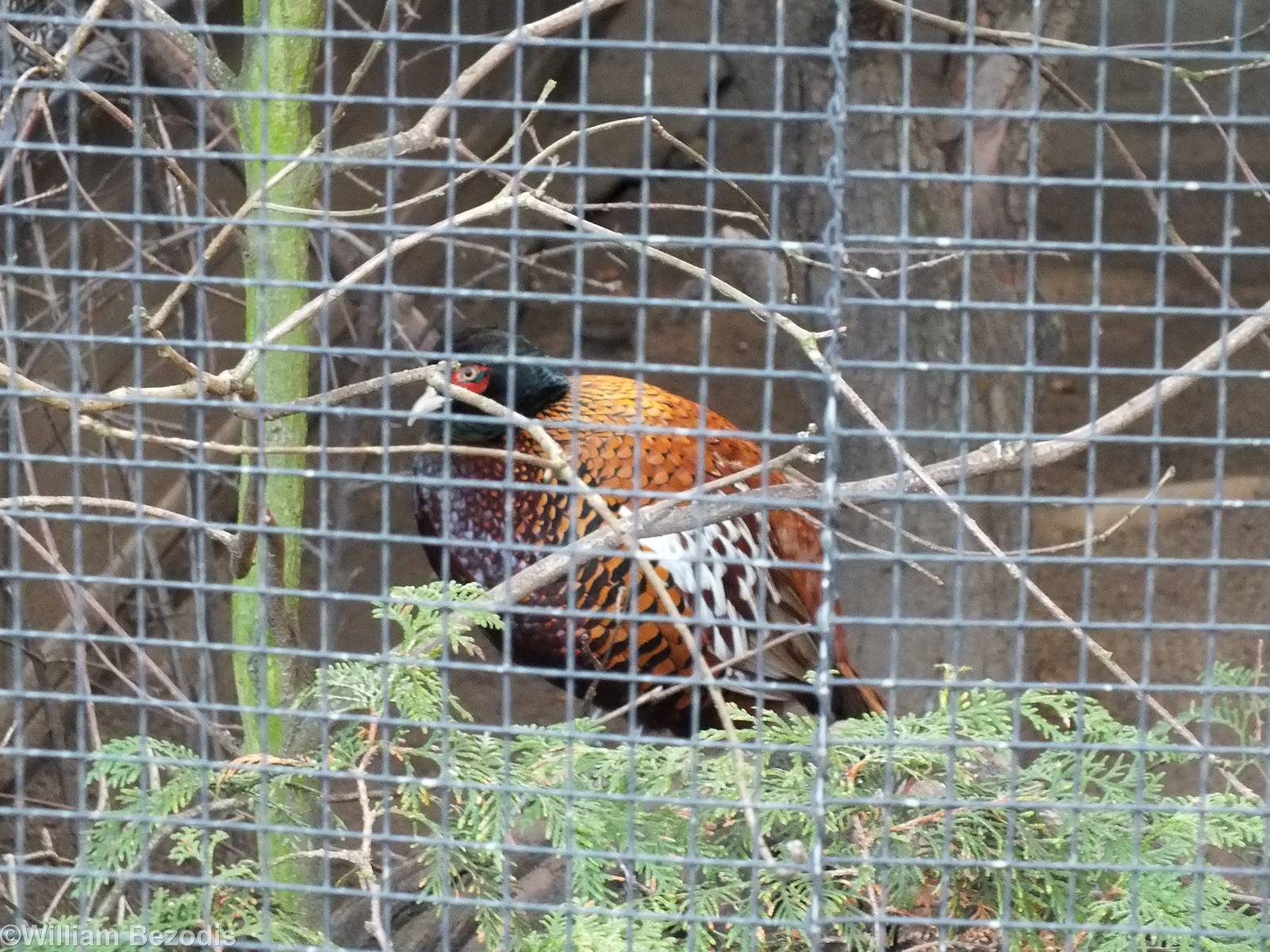 Zerafshan Pheasant