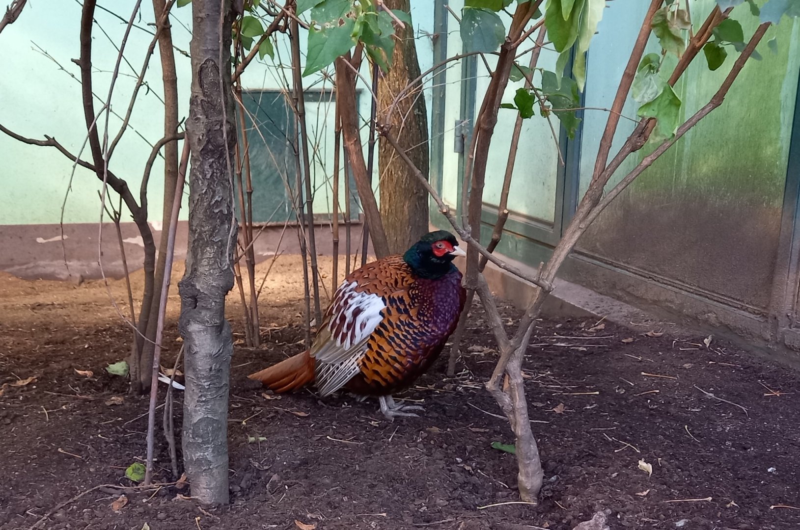 Zeravshan pheasant - Phasianus colchicus zerafschanicus