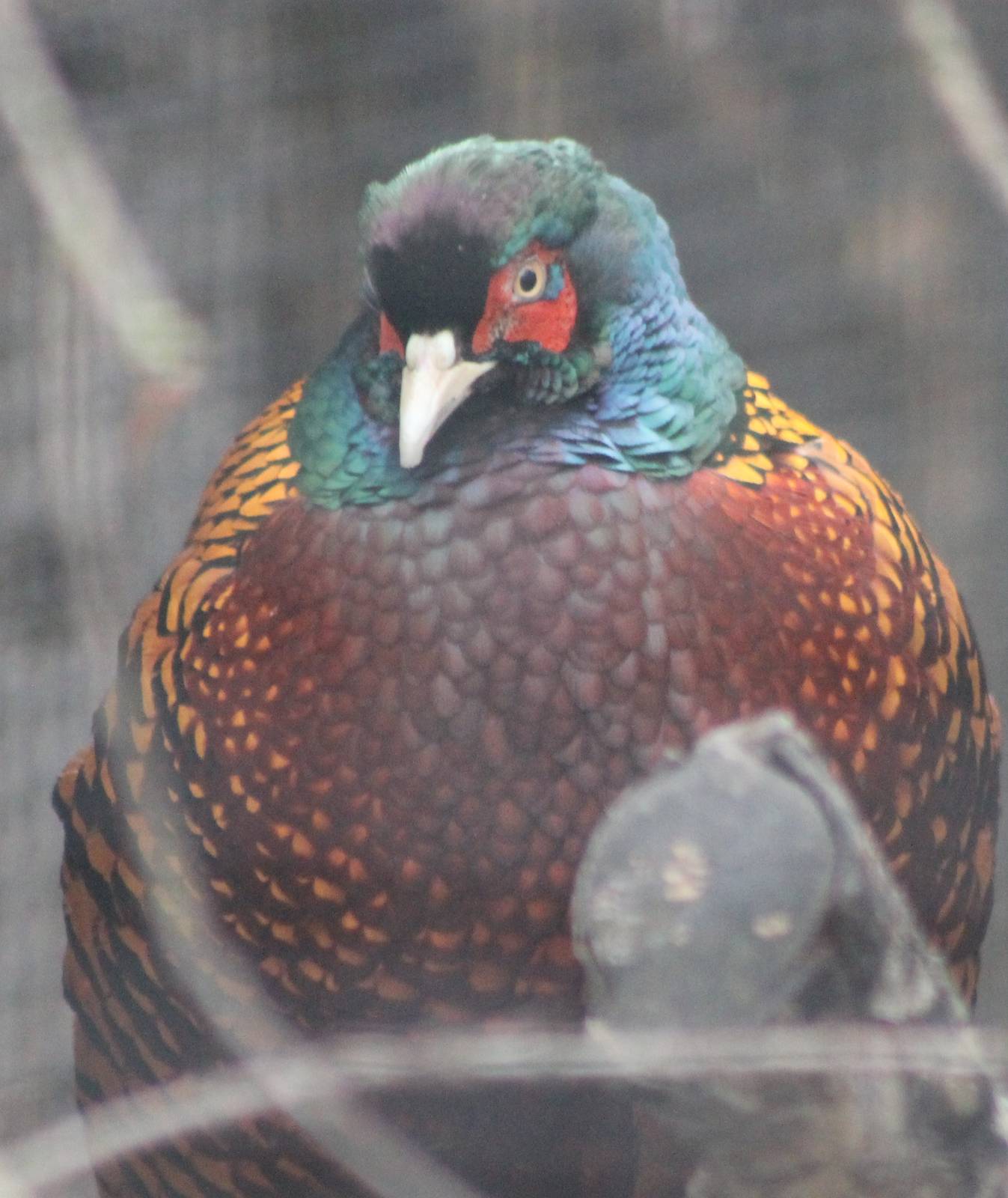 Zeravshan pheasant