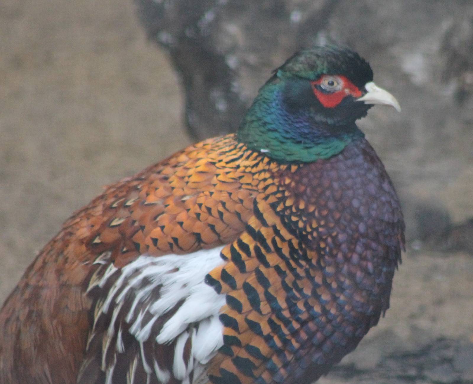 Zeravshan pheasant