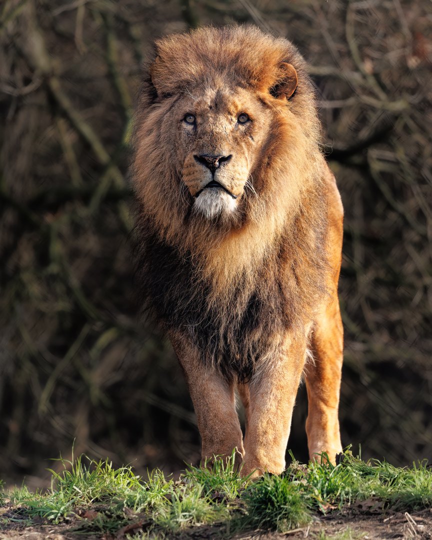 Zero - African Lion / Africa Alive! / 19-1-2022