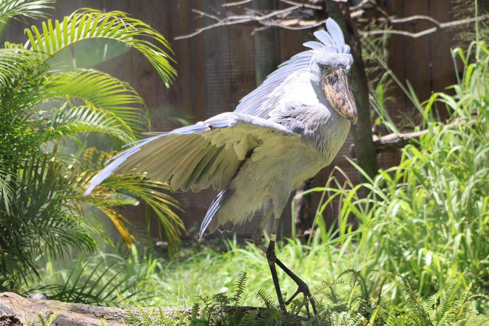 Zero the Shoebill (Balaeniceps rex)
