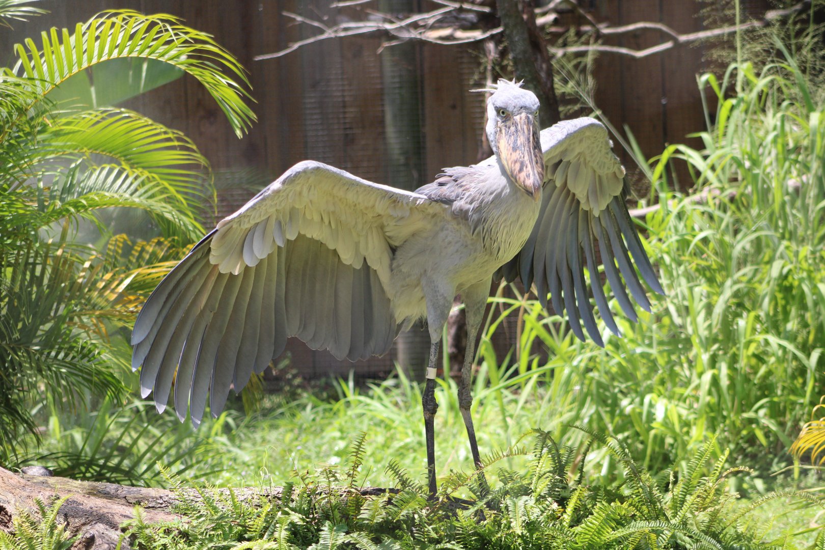 Zero the Shoebill (Balaeniceps rex)
