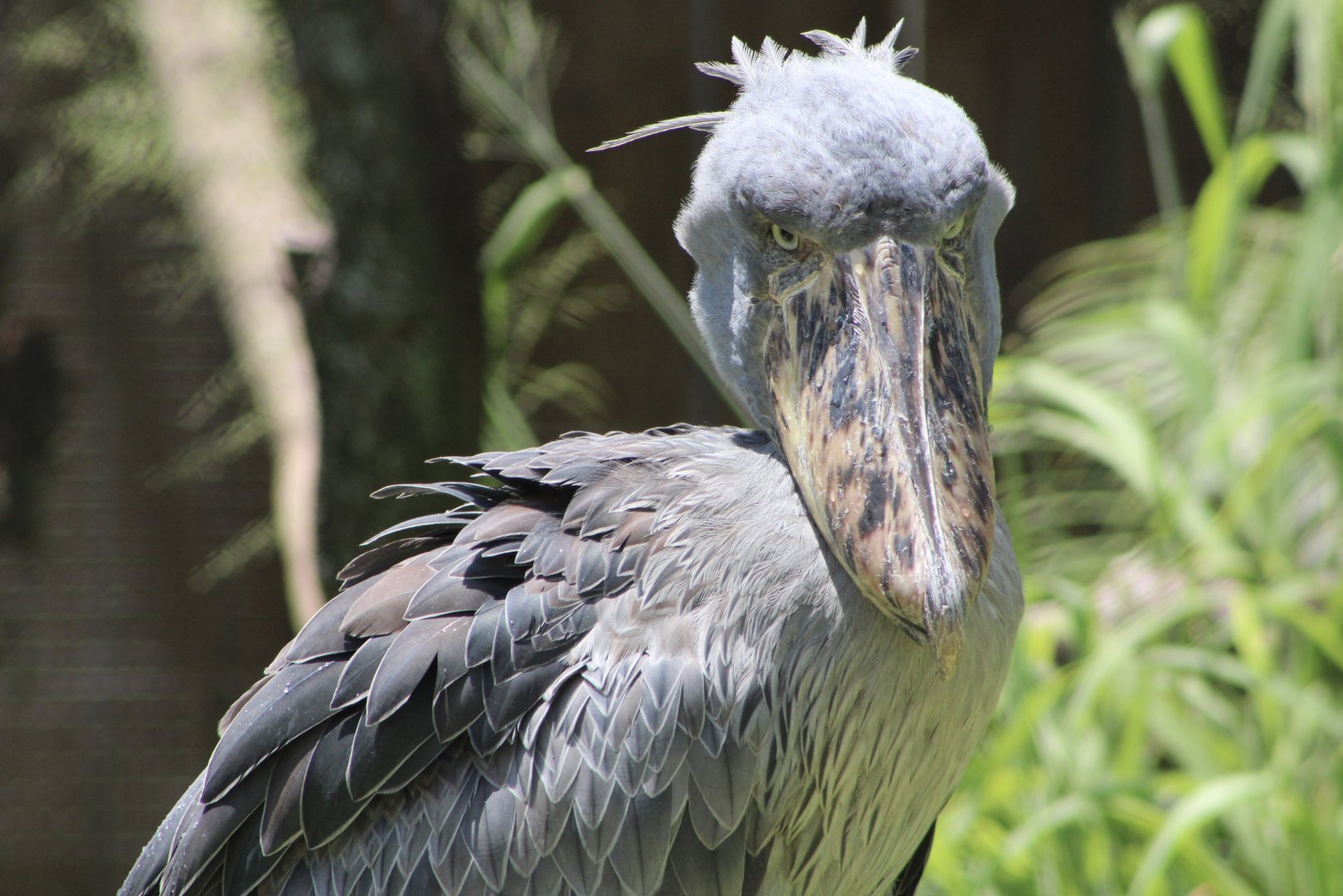 Zero the Shoebill (Balaeniceps rex)