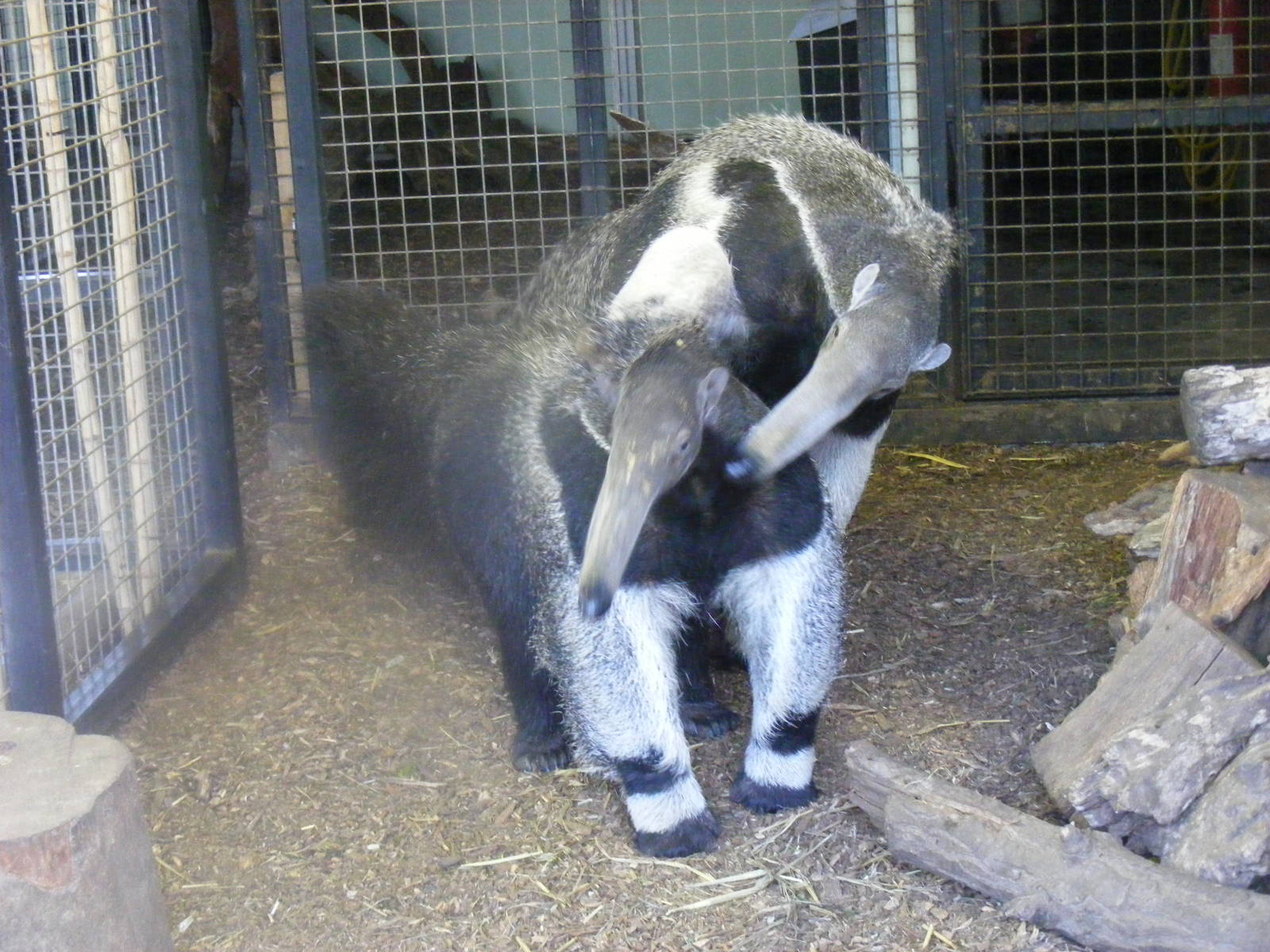 Zet and Fidji the giant anteaters at Howletts Wild Animal Park, 12 February