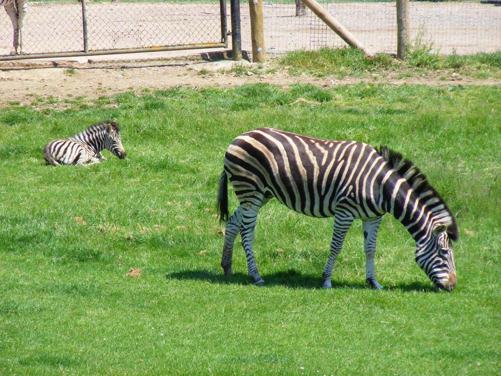 Zeus and Phoebe the Chapman's zebras at Marwell Wildlife, 30 May 2009