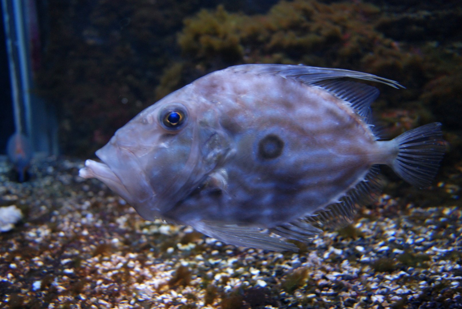 Zeus Faber - North Atlantic zone