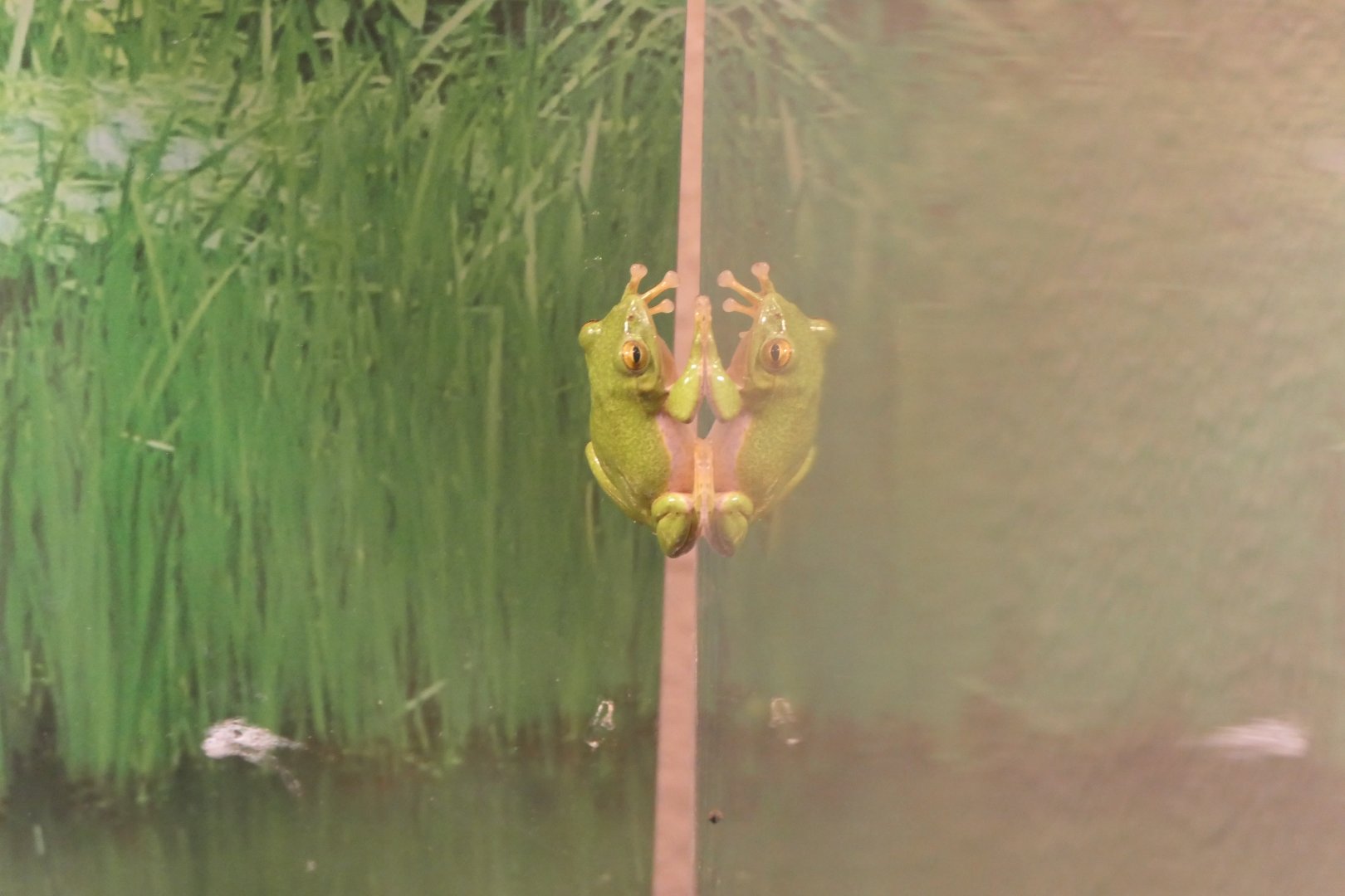 Zhangixalus arboreus or Z. schlegelii? - Uozu Aquarium