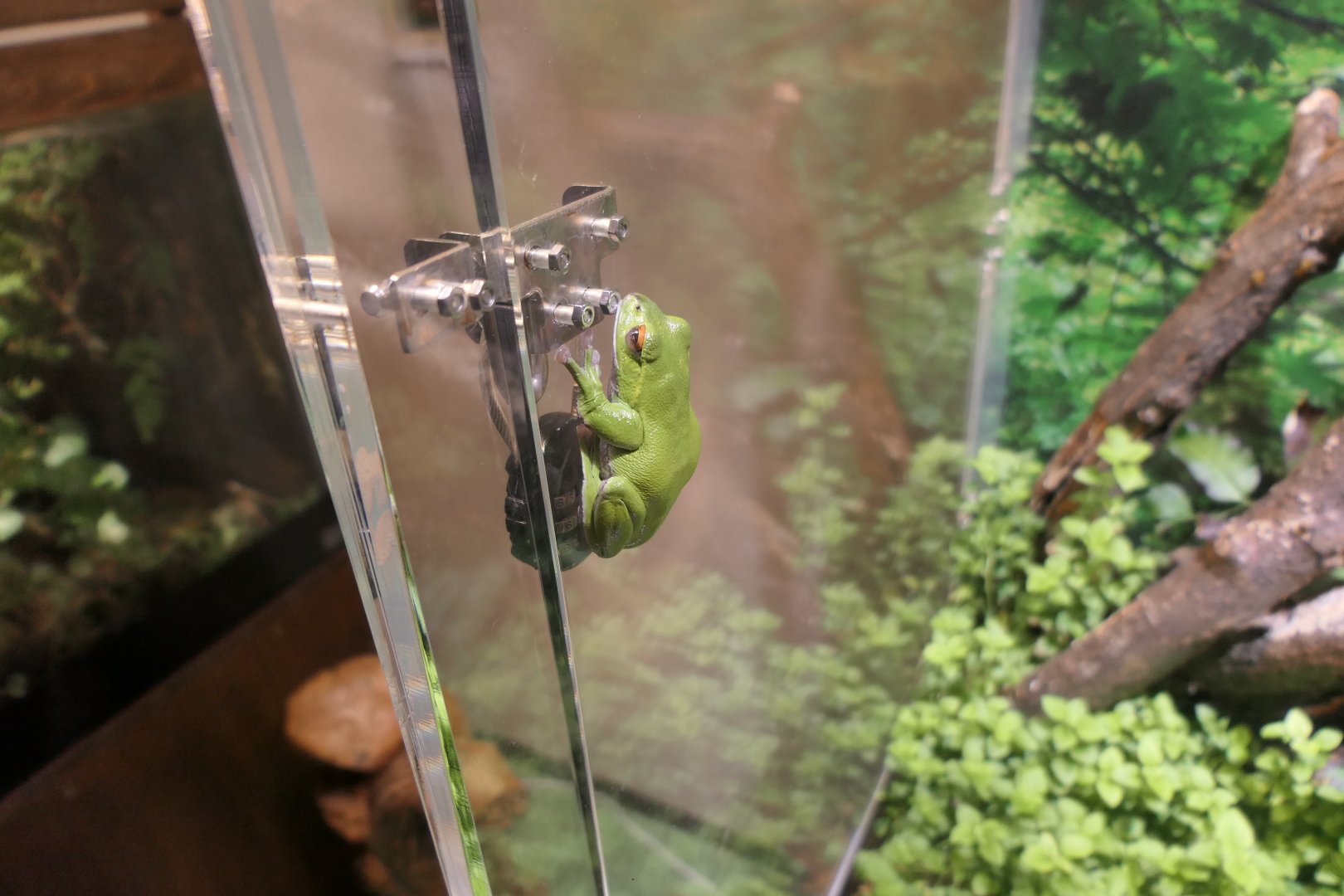 Zhangixalus arboreus or Z. schlegelii? - Uozu Aquarium