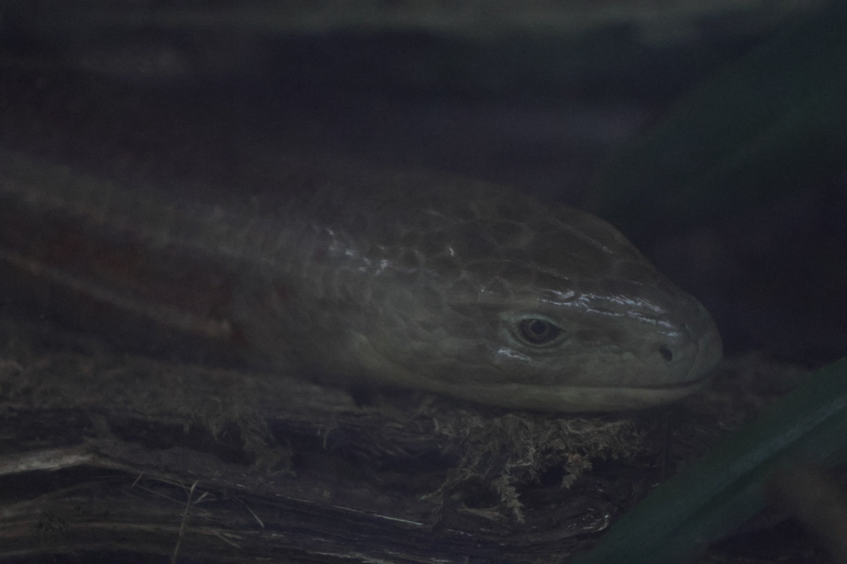 Zheltopusik (Pseudopus apodus)