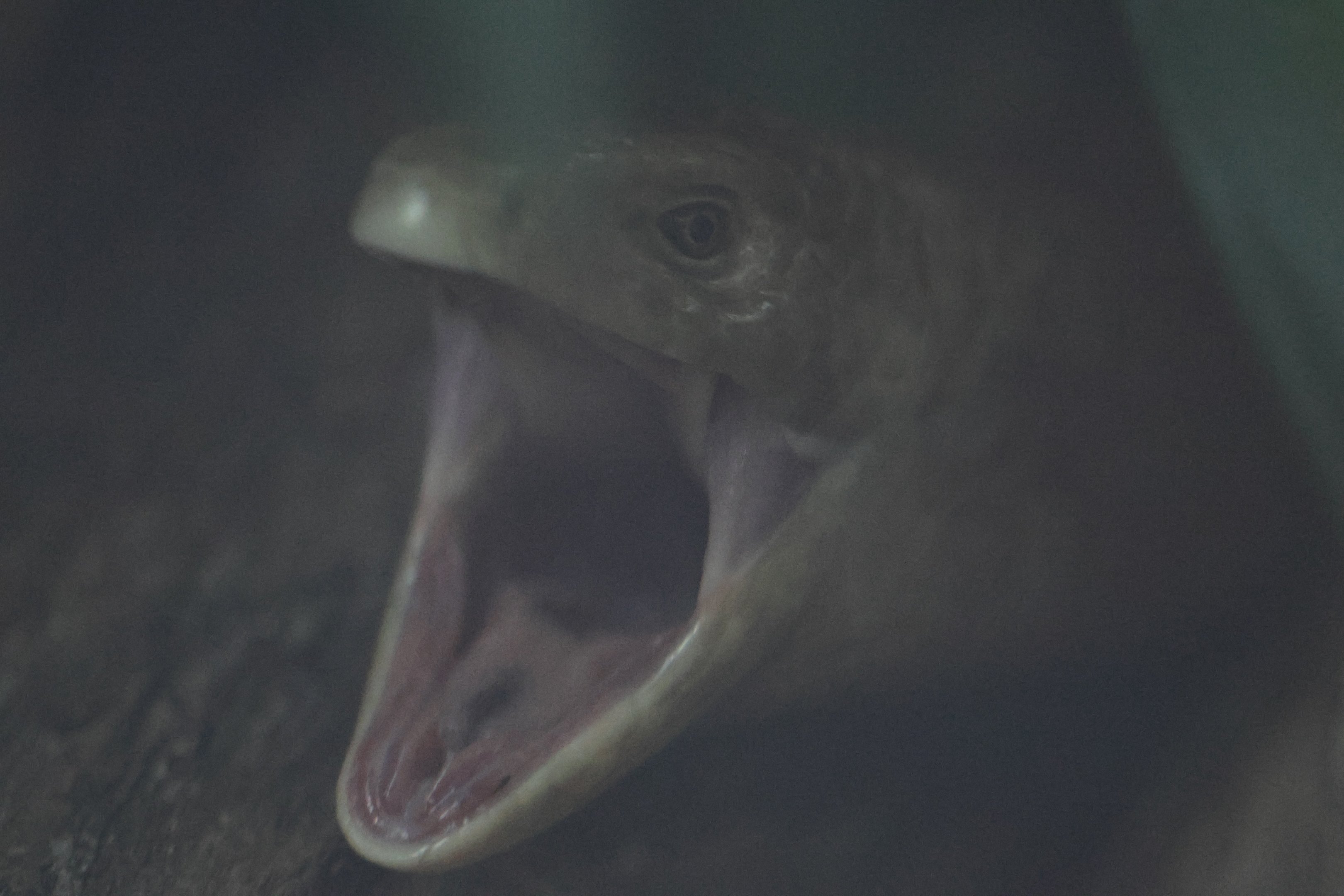 Zheltopusik (Pseudopus apodus)