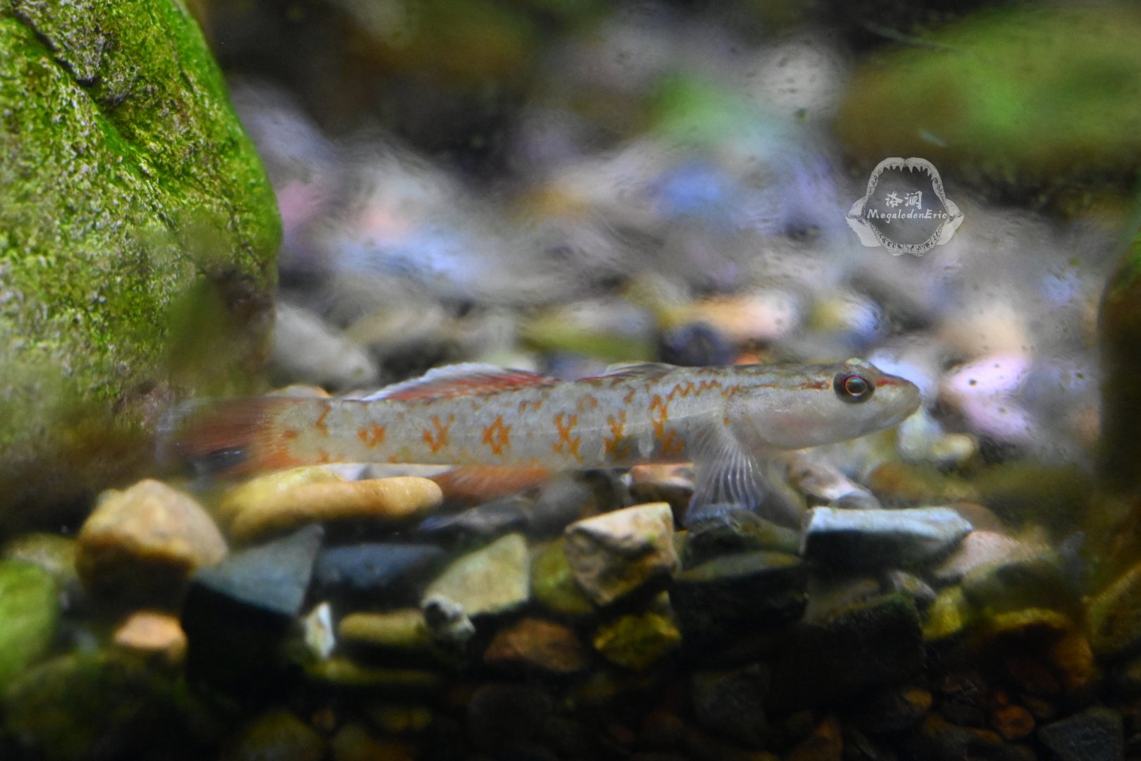 Zhou's Vermilion Goby/Rhinogobius zhoui