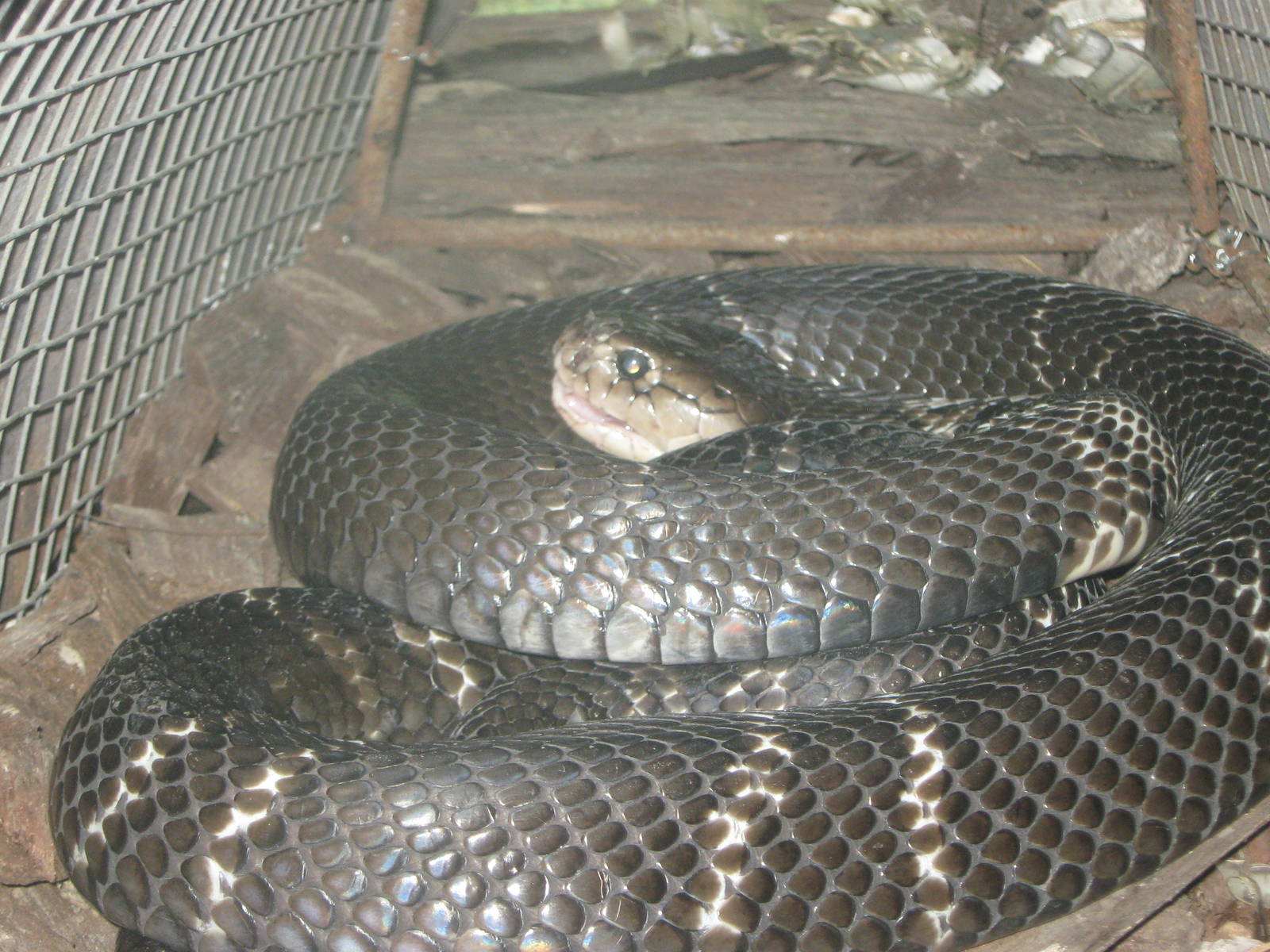 Zhoushan cobra (Naja atra)