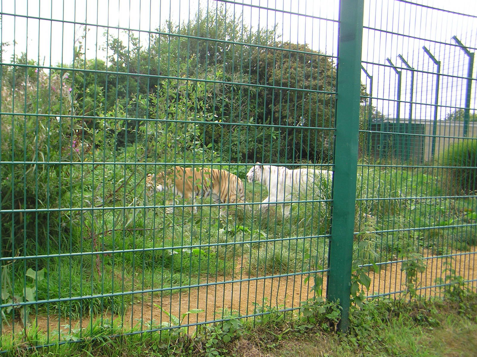 Zia and Zena the Bengal Tigers
