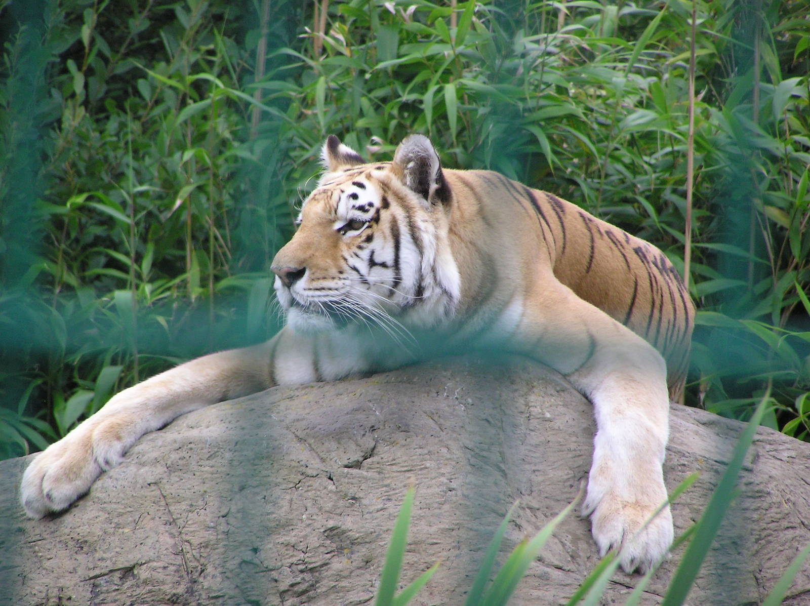 Zia the Bengal Tiger