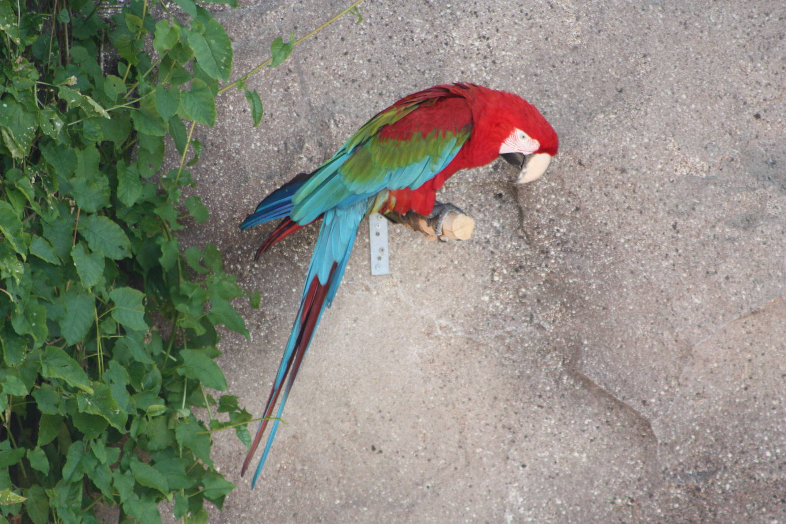 Zico, 4th August 2014