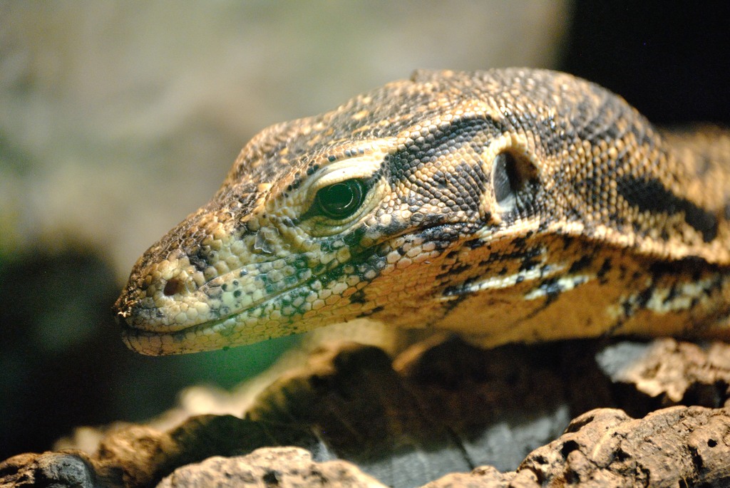 Ziegler´s water monitor
