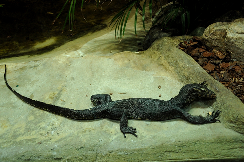 Ziegler's water monitor at Bochum