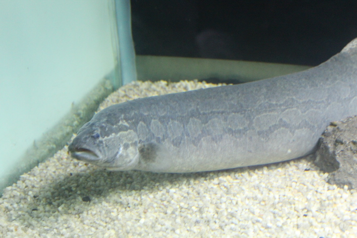 Zig-zag eel (Mastacembelus armatus)