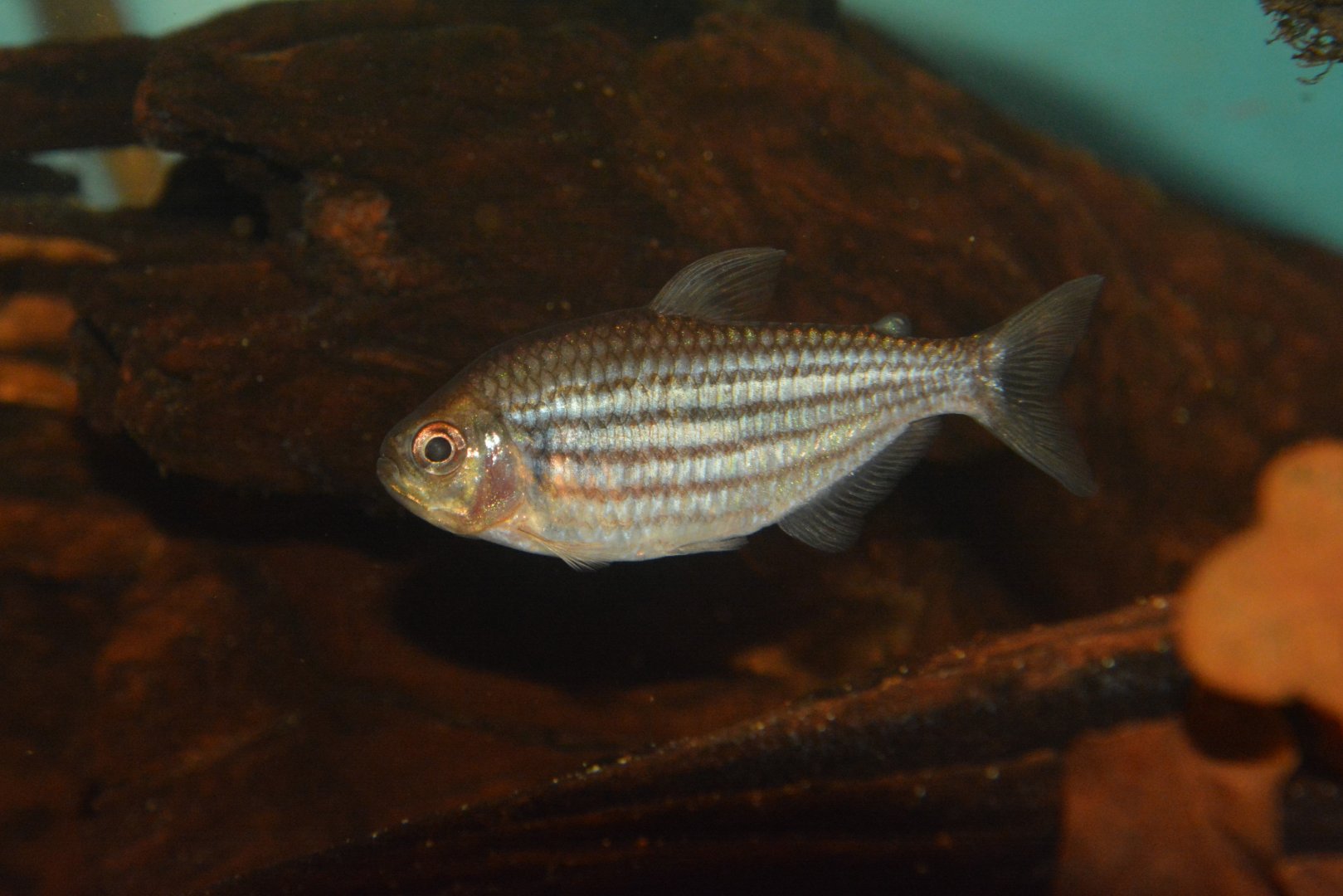 Zig zag tetra (Hyphessobrycon hexastichos)
