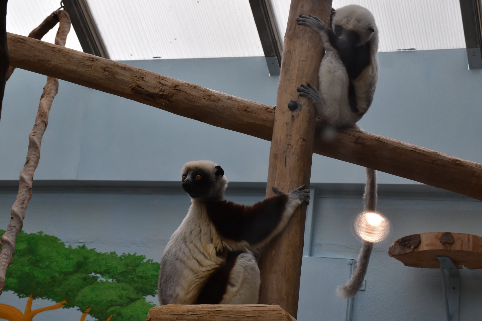 Ziggy and Justa! (Coquerel's sifaka)