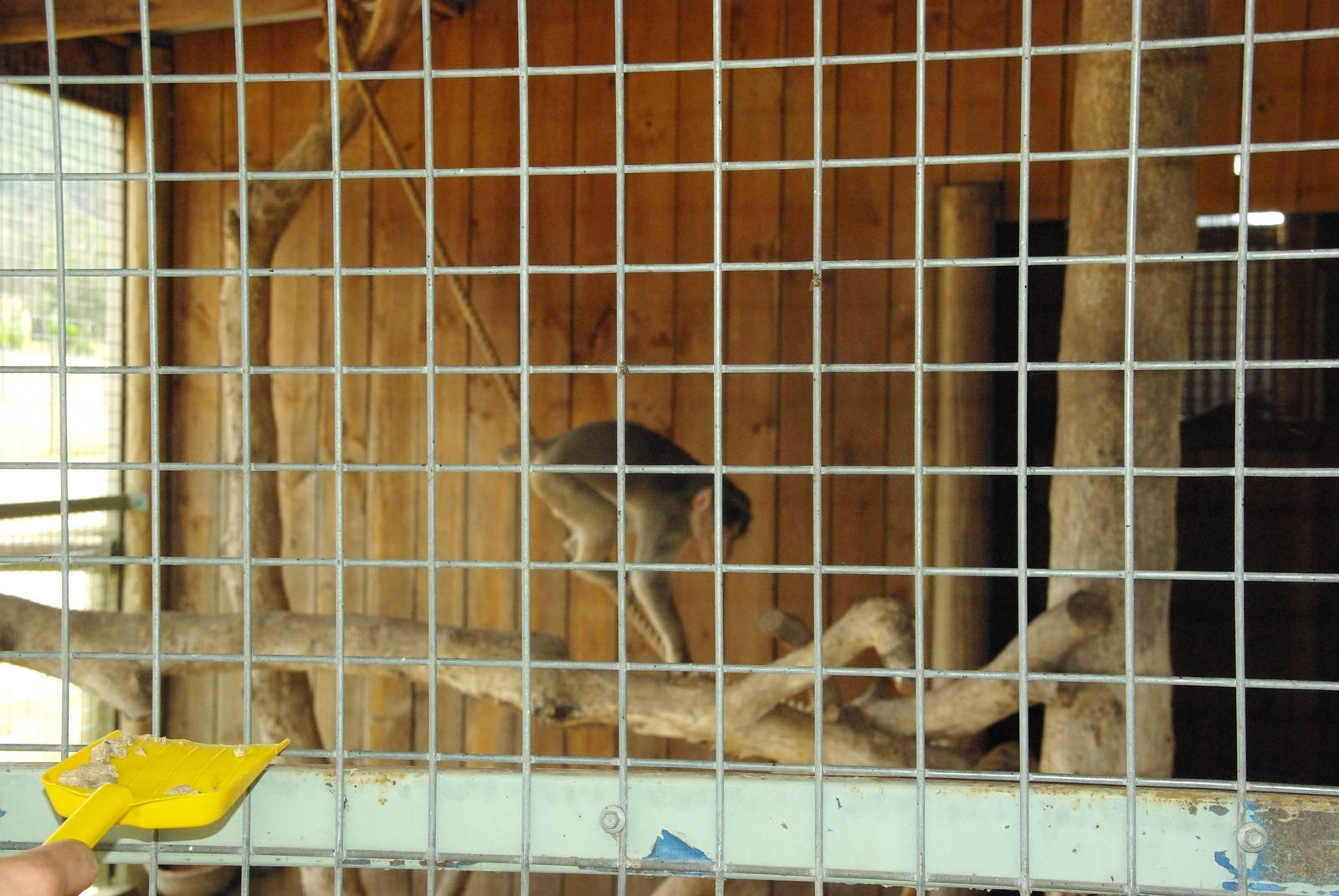 Ziggy - the Bonnet Macaque