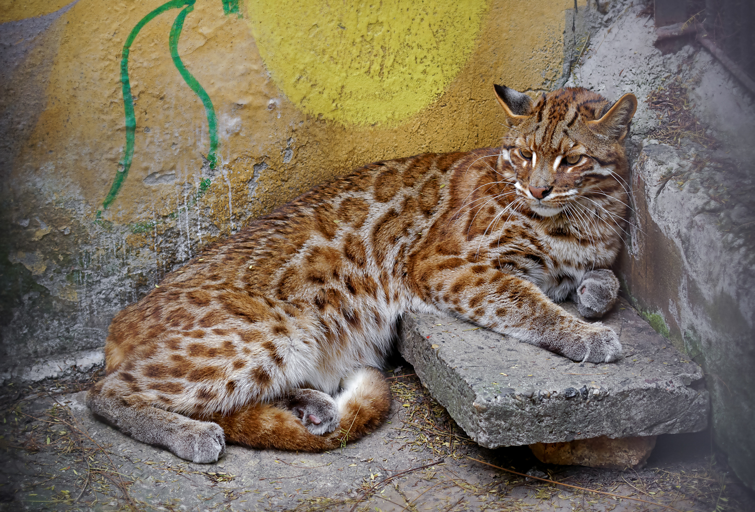 Zigong Colored Lantern Park - Asian golden cat