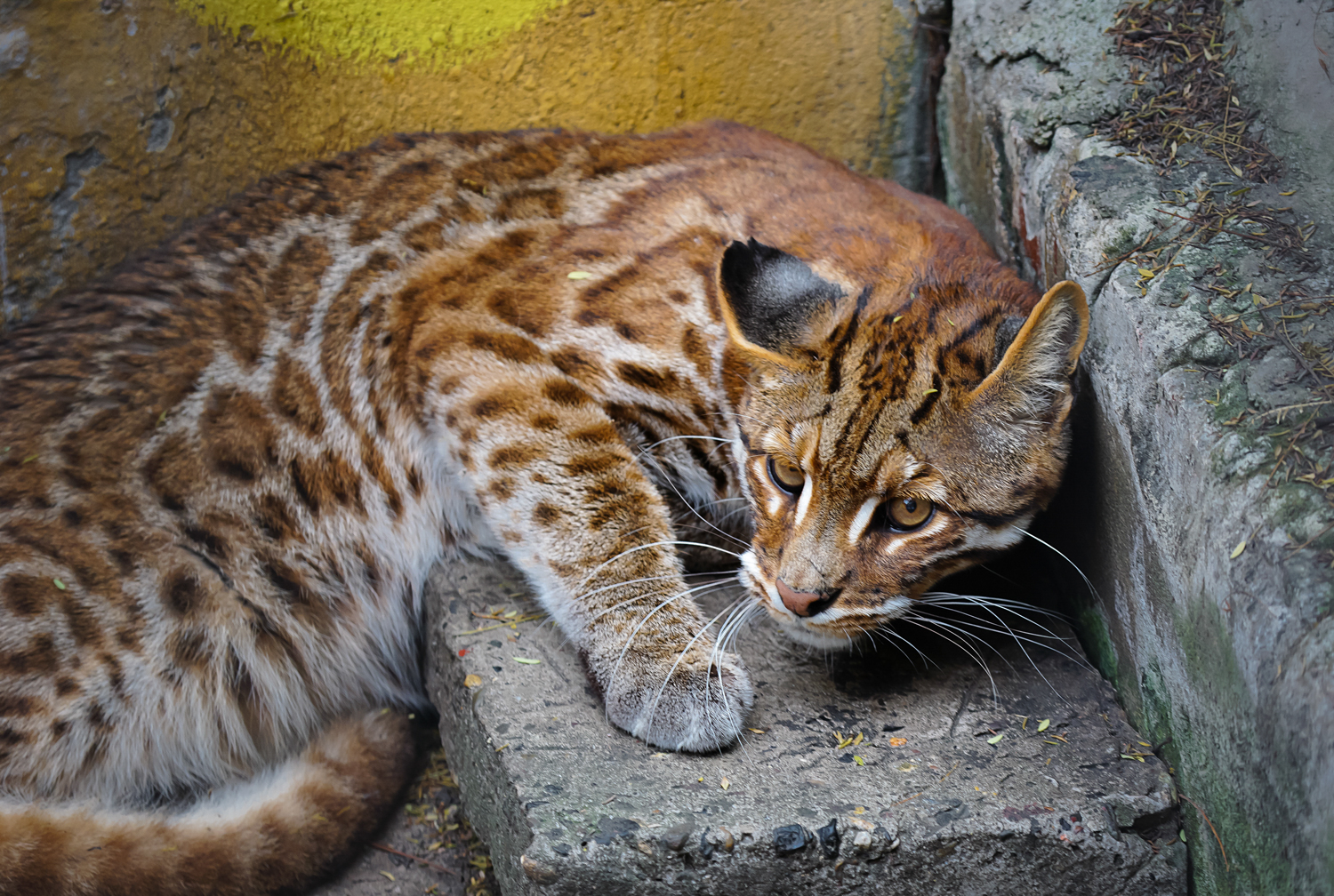 Zigong Colored Lantern Park - Asian golden cat