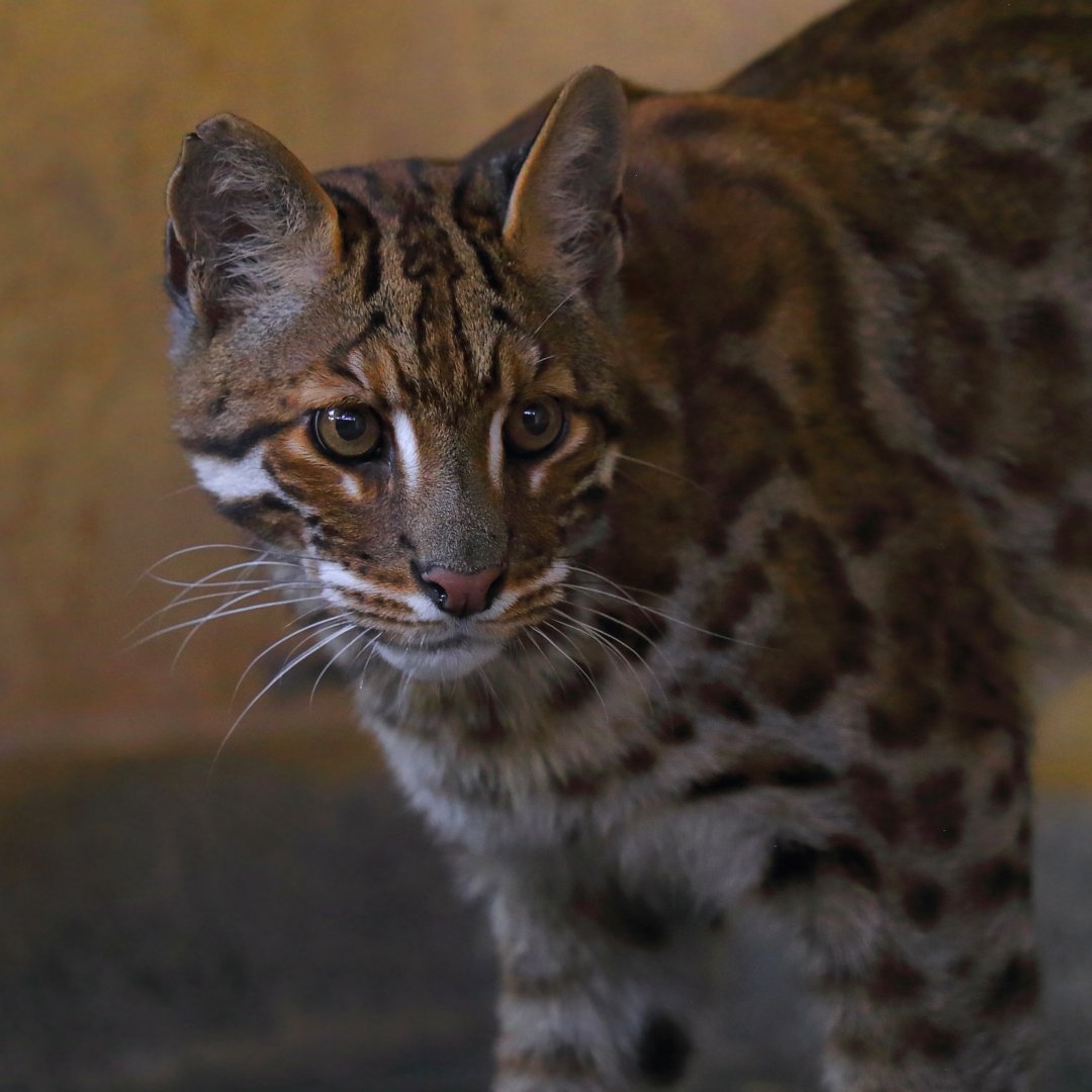 Zigong Colored Lantern Park - Asian golden cat