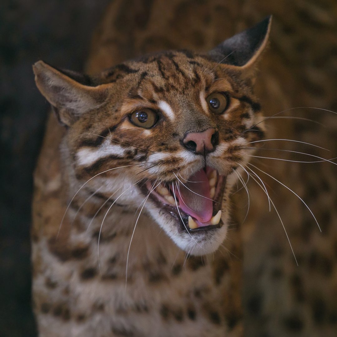 Zigong Colored Lantern Park - Asian golden cat