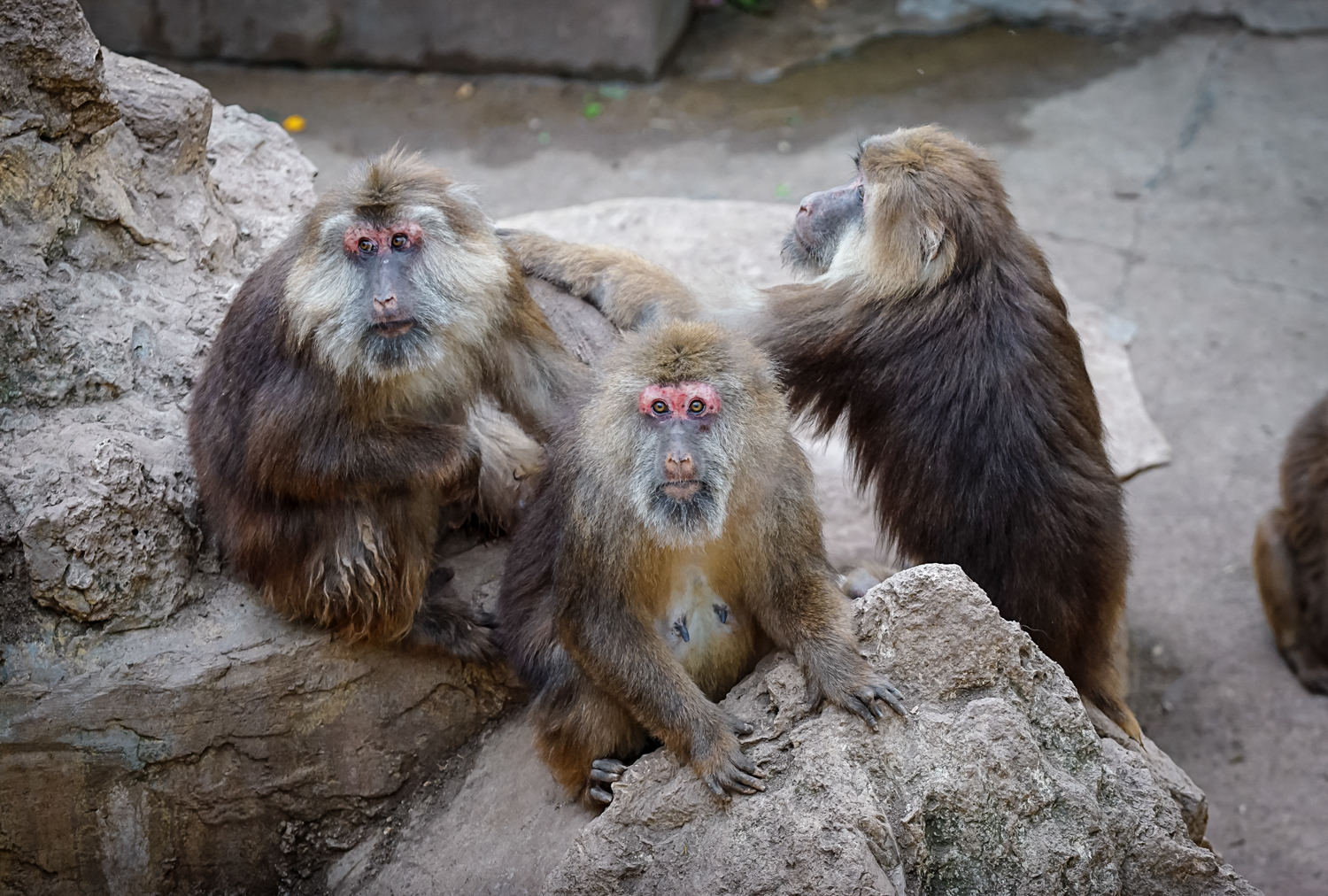 Zigong Colored Lantern Park - Tibetan macaque
