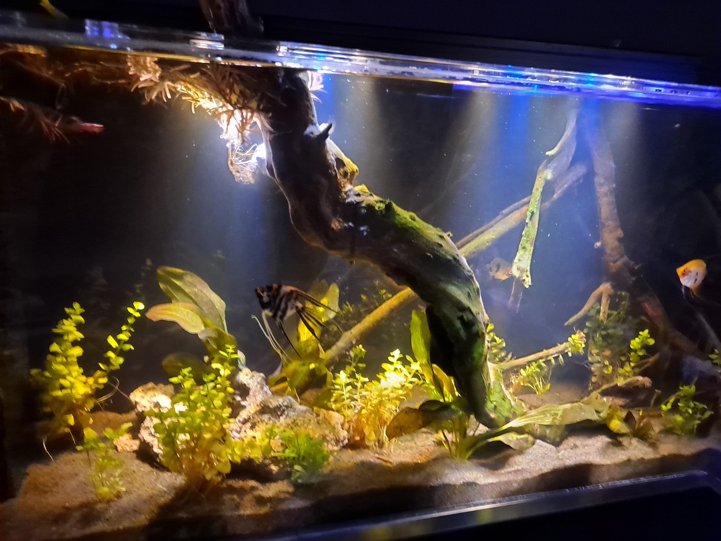 Zigzag Amazon Tank (4/16/25)