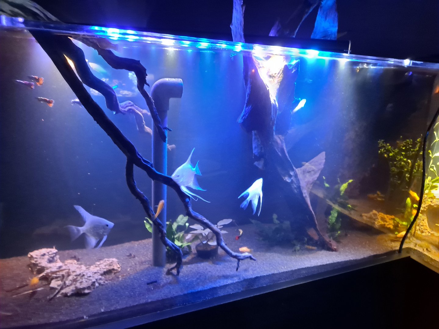 Zigzag Amazon Tank (4/19/25)