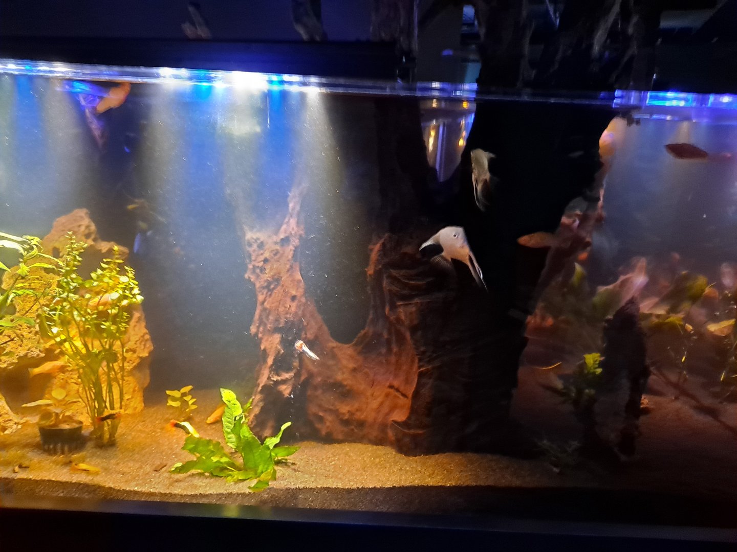 Zigzag Amazon Tank (4/19/25)