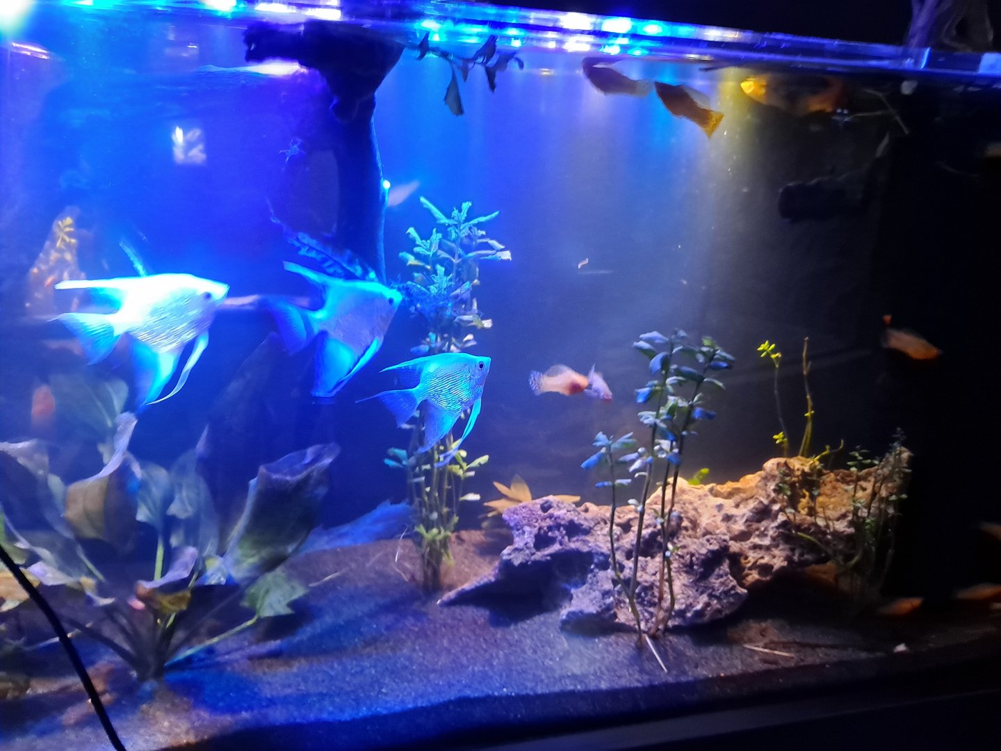 Zigzag Amazon Tank (4/19/25)