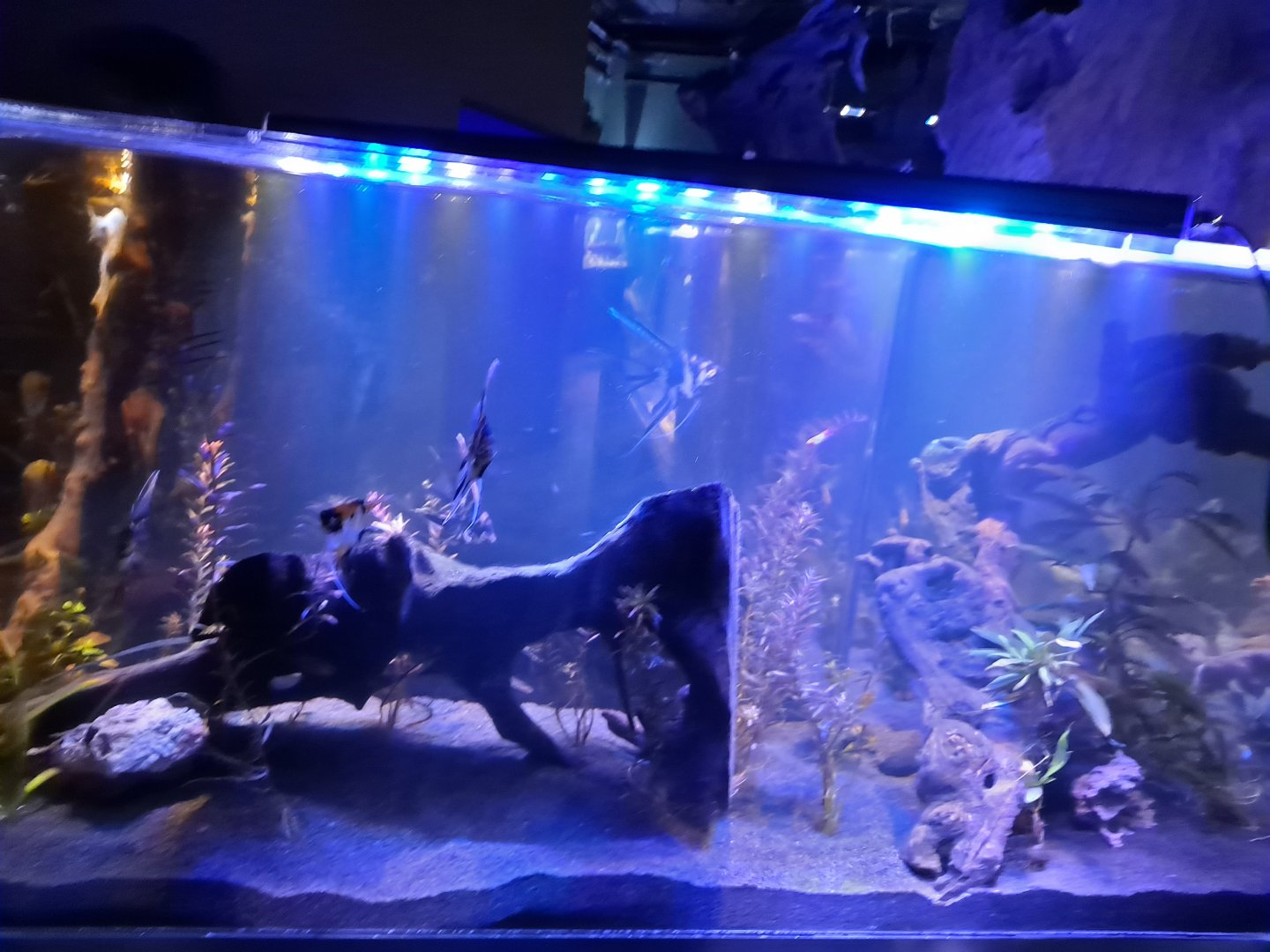 Zigzag Amazon Tank (4/19/25)