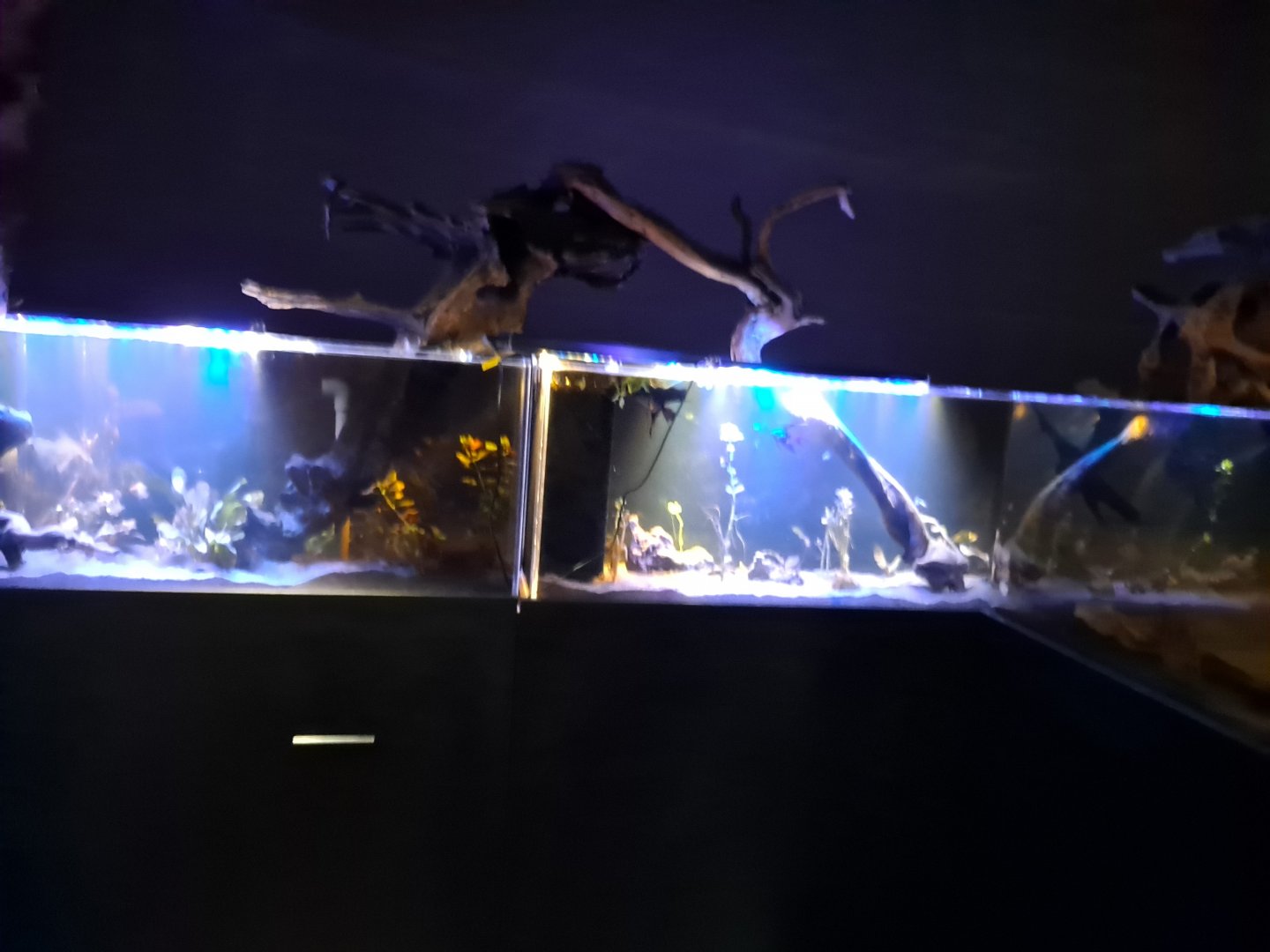 Zigzag Amazon Tank (4/19/25)